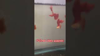 Full red albino guppies chengsaqua [upl. by Adehsar718]