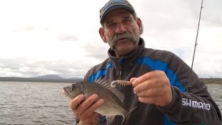 How To Catch Black Bream  SHIMANO FISHING [upl. by Romilly]