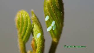 Gonepteryx rhamni laying eggs [upl. by Sevein356]