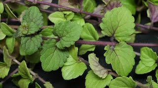 Satureja douglasii  Indian Mint  Yerba Buena [upl. by Irma]