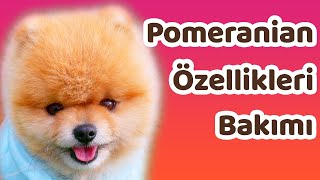 Pomeranian özellikleri bakımı ve beslenmesi [upl. by Fairlie]