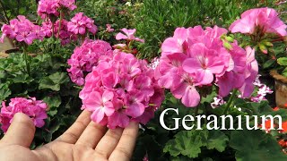 Geranium Plant  Geranium Flower Plant Care  How To Grow Geraniums in Pots [upl. by Haggerty164]