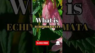 What is Echinodermata shorts facts biology [upl. by Jobe209]