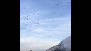 When Snow Geese Just Do It  Fall Snow Goose Flock Decoying [upl. by Leirvag]