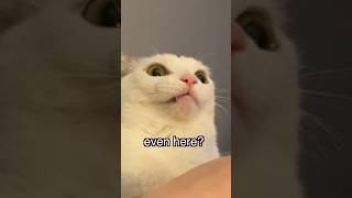 Funny Cats Speak English shorts cats funny funnycats talkingcat funnyvoiceover [upl. by Leler]