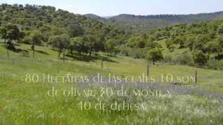 Venta de finca en Adamuz 80 hectareas [upl. by Messab]