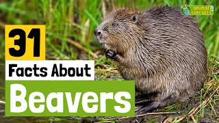 31 Facts About Beavers  Learn All About Beavers  Animals for Kids  Educational Video [upl. by Sorips]