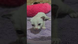 Baby Siamese Cat Learning to Walk Adorable First Steps [upl. by Ulrikaumeko]