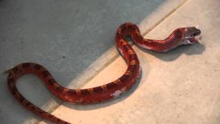 Pied sided Blood red Corn Snake [upl. by Cameron]