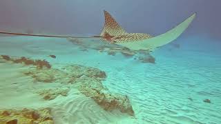 The Villages Scuba Club Cozumel Ep6 [upl. by Islek]