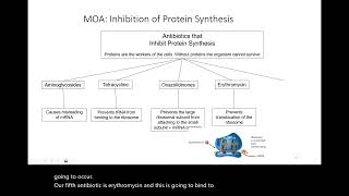 Antibiotics Protein Synthesis and Folic Acid Inhibitors [upl. by Samford]