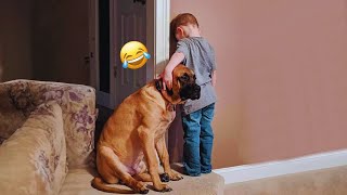 The Best of the Best The Funniest Animal Videos of 2024 Funny DOG videos 🐶😂 31 [upl. by Nilecoj]