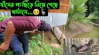 হাঁসের পা ছিঁড়ে নিয়ে গেছে খাটাসে😥🦆 [upl. by Claudette]