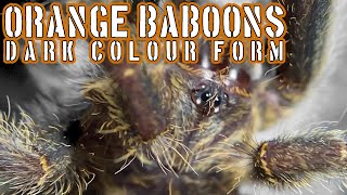 OBT Orange Baboon Tarantula Kigoma amp Mikumi tarantulas tarantula [upl. by Nanis]