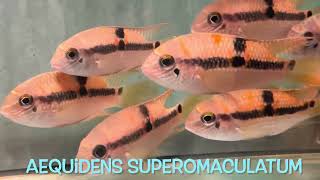 Aequidens superomaculatum [upl. by Analise]