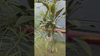 Cordyline fruticosa Dracaena Ti plant ornamental Decorativelandscaping airpurifying [upl. by Gainer]