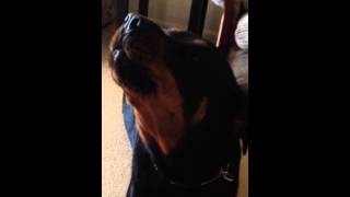 Rottweiler howling [upl. by Speroni]