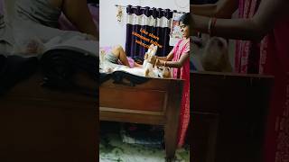 Mere Mimi bahut acche Hainlike share commentvideo viral dog loversubscribe me [upl. by Maire]