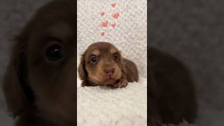 🐾 Cutest Dachshund Puppy Ever dachshund dachshundworld dachshundpuppy doxieworld cutedog [upl. by Brace402]