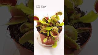 64 Days in 30 Seconds  Venus Flytrap TimeLapse [upl. by Schoening]