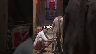 🐄 Sacred Cows and Ancient Remedies Uncovering India’s Unique Traditions 🙏✨ [upl. by Kelby]