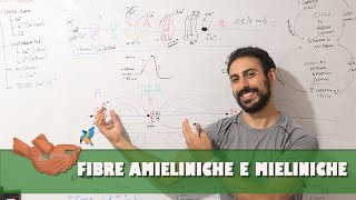 Propagazione del potenziale dazione in fibre amieliniche e mieliniche [upl. by Droflim]