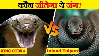 Inland Taipan Vs King Cobra  Who Would Win The Fight  Most Venomous Snakes  Wild Glows [upl. by Tarsus110]