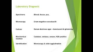 Brucella disease diagnosis and treatment [upl. by Hansiain]