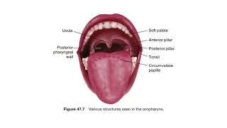 Anatomy and physiology of pharynx  Department of ENT  Santhiram Medical College [upl. by Elephus]