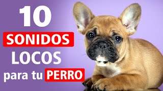 10 Sonidos LOCOS para Tu Perro [upl. by Ardnuhsed]