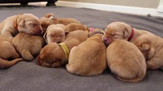 5 DAY OLD LABRADOR PUPPIES [upl. by Nnaed]