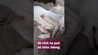 GIVISIT NA POD MI NIMO JELONG shortsviral [upl. by Ayet383]