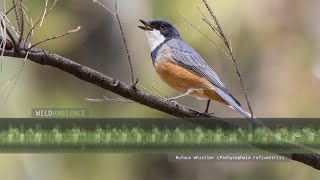 Rufous Whistler Calls amp Song [upl. by Brainard458]