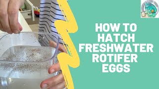 How to Hatch Freshwater Rotifer Eggs [upl. by Bigod]