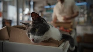 Cash the bodega cat  Chewy commercial [upl. by Bethina]