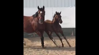 2022 AQHAAPHASPB Filly by DGS TheEntertainer  Video 8222 [upl. by Meelas]