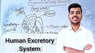 Excretory Products and Their Elimination  Human Excretory System  Class 11 Biology Lecture 02 [upl. by Melloney]