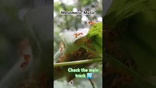 Insect invasion bees music insects nature headbanging metalmayhem heavymetal metal ants [upl. by Haye]