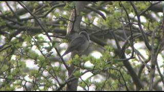 Getting to grips with warblers 2 Blackcap Vs Garden Warbler [upl. by Gannon]