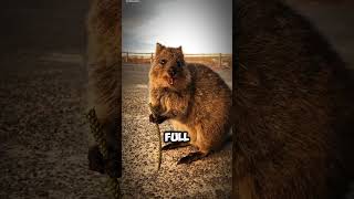 Quokka The Worlds Happiest Selfie Expert quokka happyanimals cutemarsupial [upl. by Llyrad]