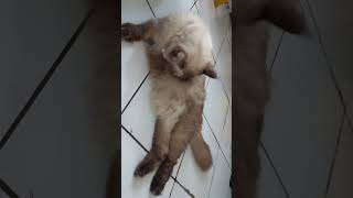 Himalayan colour point cat pets catlover [upl. by Enrico122]