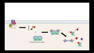 GPCR AC cAMP PKA pathway [upl. by Niuqauj]