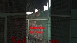 Partridge soundteter awaz partridgeplaying india uzbekistan [upl. by Muna80]