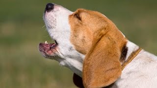 TOP 10 dog barking videos compilation 2016 ♥ Dog barking sound  Funny dogs [upl. by Nylhtiak463]