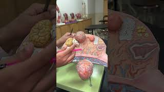 Ovary Model  Anatomy  2nd Year MBBS [upl. by Arakal]