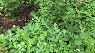 Watermelon Pollination 1 Reason to NOT Trellis Melon Vines [upl. by Vivi796]