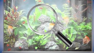 Clarifier une eau trouble en aquarium [upl. by Odlabso405]