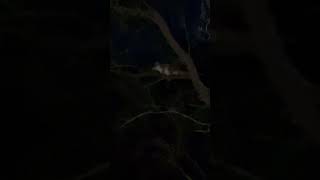 Little ringtail possum back in my front yard ringtailpossum ringtail australianpossum 澳洲負鼠 澳洲生活 [upl. by Beverley]