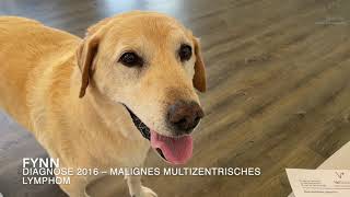 Patientenbesitzer Interview Malignes multizentrisches Lymphom beim Hund [upl. by Aelanej]