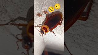 Cockroach Telapoka🪳insect fear Ghost SoundS [upl. by Orsa954]